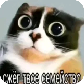 Telegram sticker 👍 куки @blogvitrax