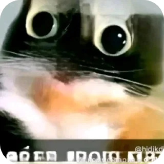 Video sticker 👍 куки @blogvitrax