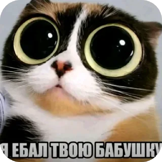 Telegram sticker 👍 куки @blogvitrax