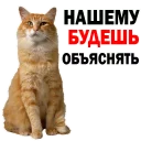 Telegram sticker 😔 Cats @stickersb2b