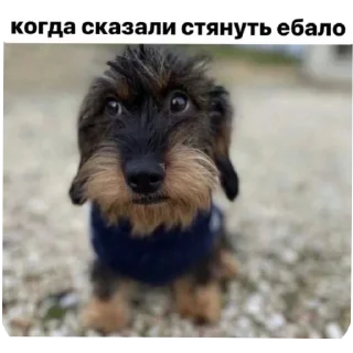 Telegram stiker 🐶 Пися Попа Чилееен