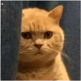 Video sticker 😡 Haruyuki