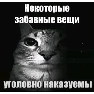 Video sticker 😺 🤫