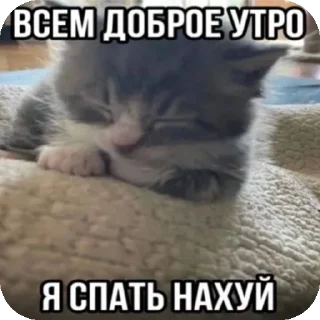 Telegram sticker 🐱 чухня||