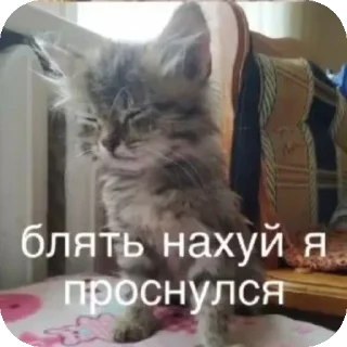 Telegram sticker 🐱 чухня||