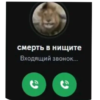 Video sticker 🐶 Больше стикеров тут: @stekert