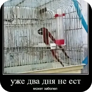 Telegram sticker 🖼 Секс онлайн