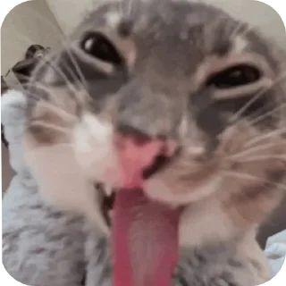 Telegram stiker 🐱 @ricadinasty freaky