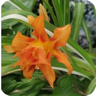 Video sticker 🌸 СВО