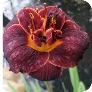 Video sticker 🌸 СВО