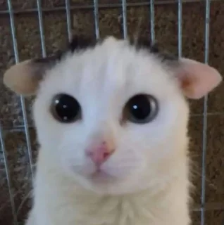 Telegram sticker 🥺 @whropi котята @TgEmodziBot
