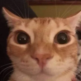 Telegram sticker ☺️ @whropi котята @TgEmodziBot