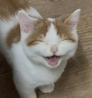 Video sticker 😆 @whropi котята @TgEmodziBot