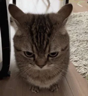 Telegram sticker 😠 @whropi котята @TgEmodziBot