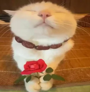 Sticker 💐 @whropi котята @TgEmodziBot