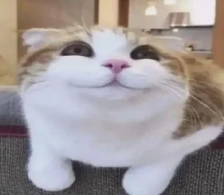 Video sticker 😊 @whropi котята @TgEmodziBot