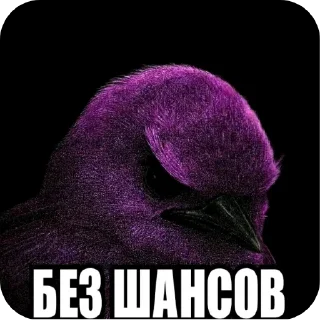 Video sticker 🎩 птички :: @fStikBot