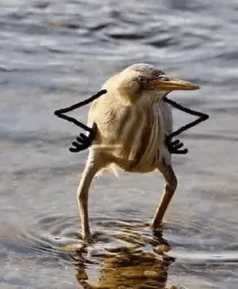 Video sticker 🐦 Andrés — @stckrRobot