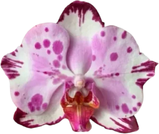 Telegram sticker 🤩 Больше стиков тут: @stikery4