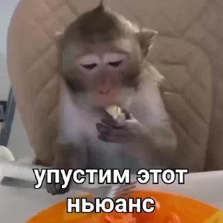 Video sticker 🥱 Манки