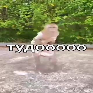 Video sticker 😠 Манки