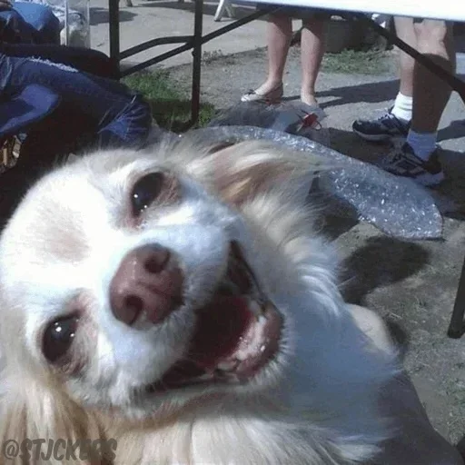 Telegram sticker 🙃 @sticker_world2