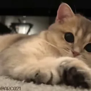 Video sticker 😕 @sticker_world2