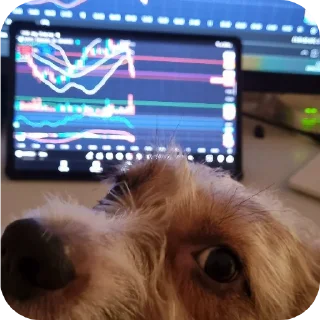Telegram sticker 🐶 SDN