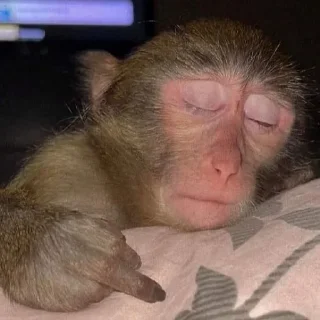 Telegram sticker 🖕 @ouath