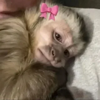 Telegram sticker 🎀 @ouath