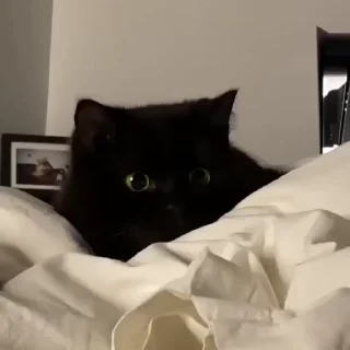 Video sticker 😍 Комочки тьмы 🖤 :: @fStikBot