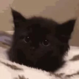 Video sticker 🤕 Комочки тьмы 🖤 :: @fStikBot