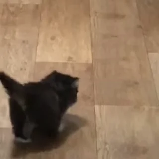 Video sticker 🤗 Комочки тьмы 🖤 :: @fStikBot