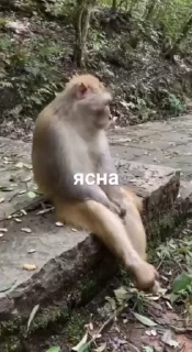 Video sticker 🌟 бибизяни [@zrklff]