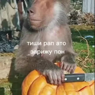 Video sticker 🌟 бибизяни [@zrklff]