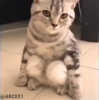 Video sticker 😕 @stjckers شماره مجازی ارزان👉🏼 @Majazinoo_accbot