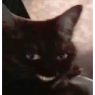 Telegram stiker 😏 Raios