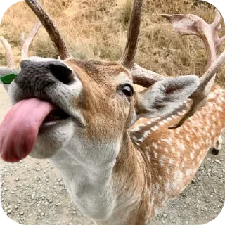 Video sticker ❤ DEER CORE por @TaylusStikers