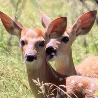 Telegram stiker 😋 DEER CORE por @TaylusStikers