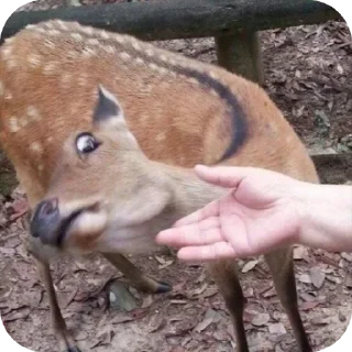 Telegram stiker ✋ DEER CORE por @TaylusStikers