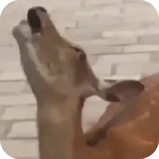 Sticker 🤪 DEER CORE por @TaylusStikers