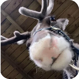 Telegram stiker 👀 DEER CORE por @TaylusStikers