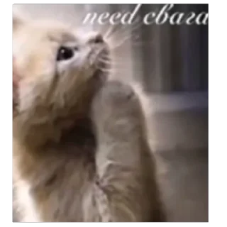 Sticker 🙏 швург