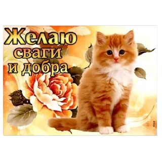 Video sticker 🌹 швург