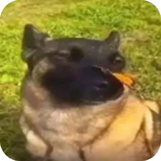 Video sticker 🐶 ЛЮТЫЙ ПАК ФЕЗИЛОВА ДЛЯ ЕБЛИ…… :: @fStikBot