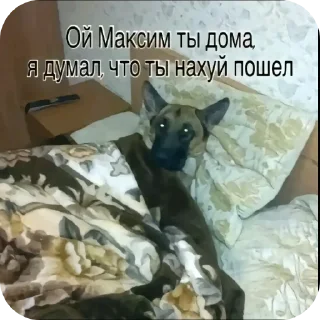 Telegram sticker 🐶 ЛЮТЫЙ ПАК ФЕЗИЛОВА ДЛЯ ЕБЛИ…… :: @fStikBot