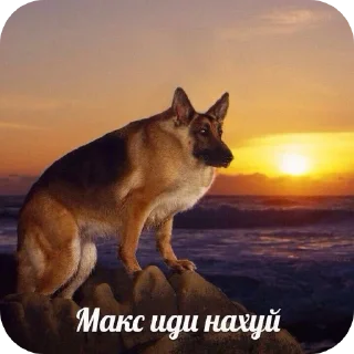 Telegram sticker 🐶 ЛЮТЫЙ ПАК ФЕЗИЛОВА ДЛЯ ЕБЛИ…… :: @fStikBot