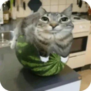 Video sticker 🍉 ЛЮТЫЙ ПАК ФЕЗИЛОВА ДЛЯ ЕБЛИ…… :: @fStikBot