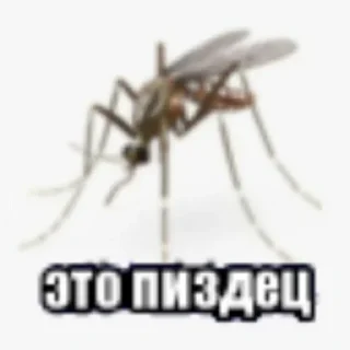 Telegram sticker 🤯 ЛЮТЫЙ ПАК ФЕЗИЛОВА ДЛЯ ЕБЛИ…… :: @fStikBot