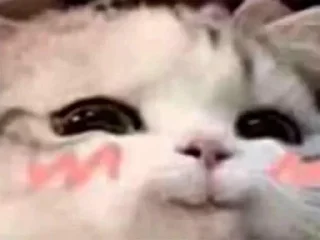 Video sticker 🌟 кiт by @fStikBot